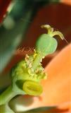  Female flower
